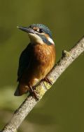 Alcedo atthis